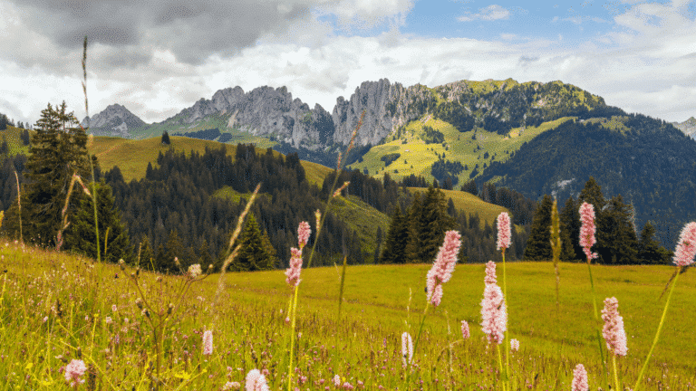 Field with mountains in back and pink blooms in the foreground. Church Equip How Women of the Bible Inspire Women of the Church Church Equip Curriculum