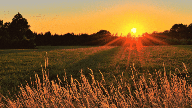 Sunset outside in grass field with wheat in the foreground Church Equip Curriculum Church Equip Living God's Mission in Your Life